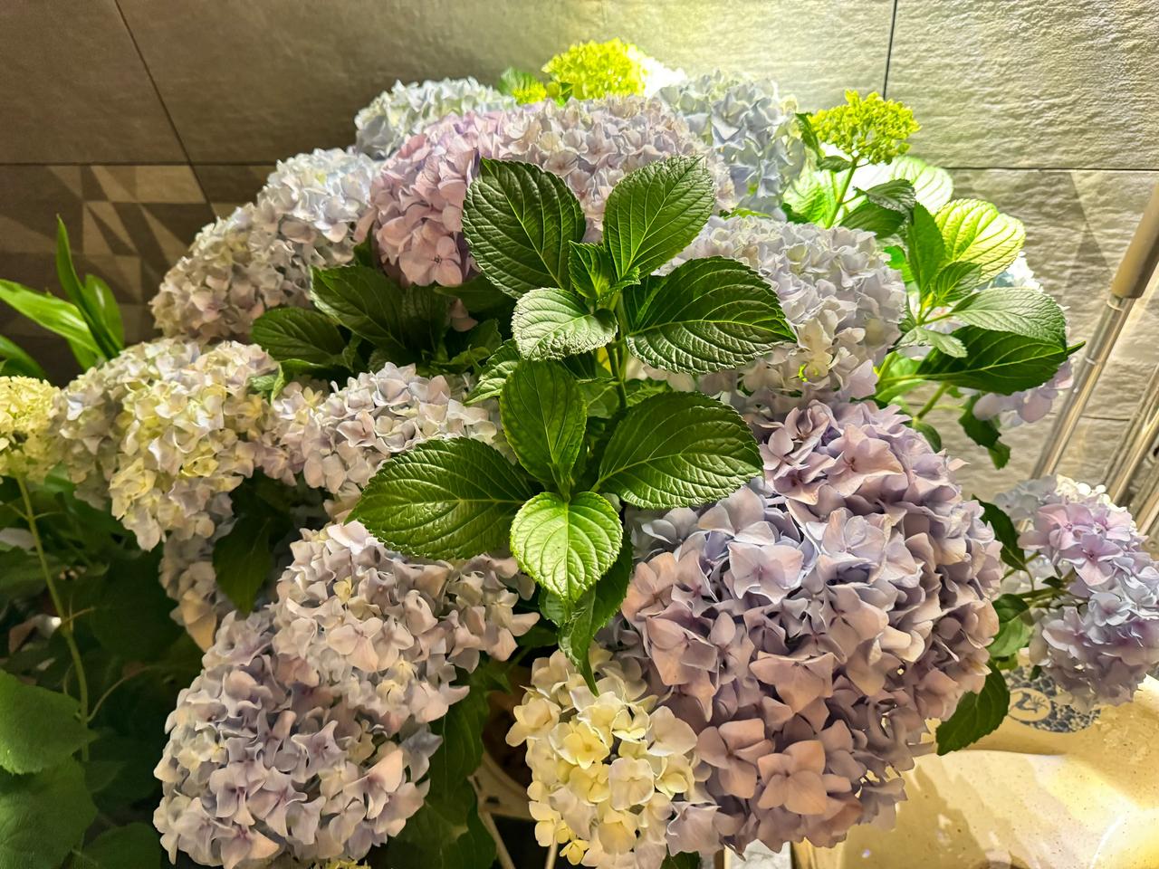 #晒一张美的绣球花照片#当然是大海蓝最美！不接受反驳[耶][耶]