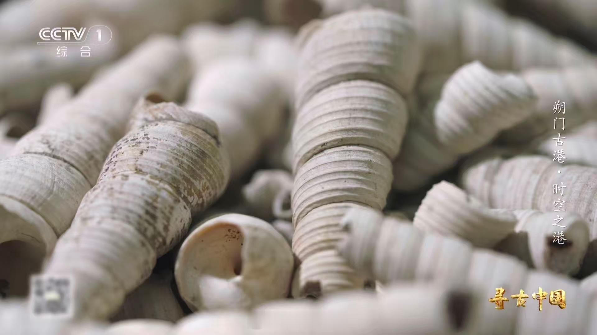 温州一千多年前就流行嗦螺了古人也吃血蛤 看到这个考古发现我笑了，原来嗦螺不是我们