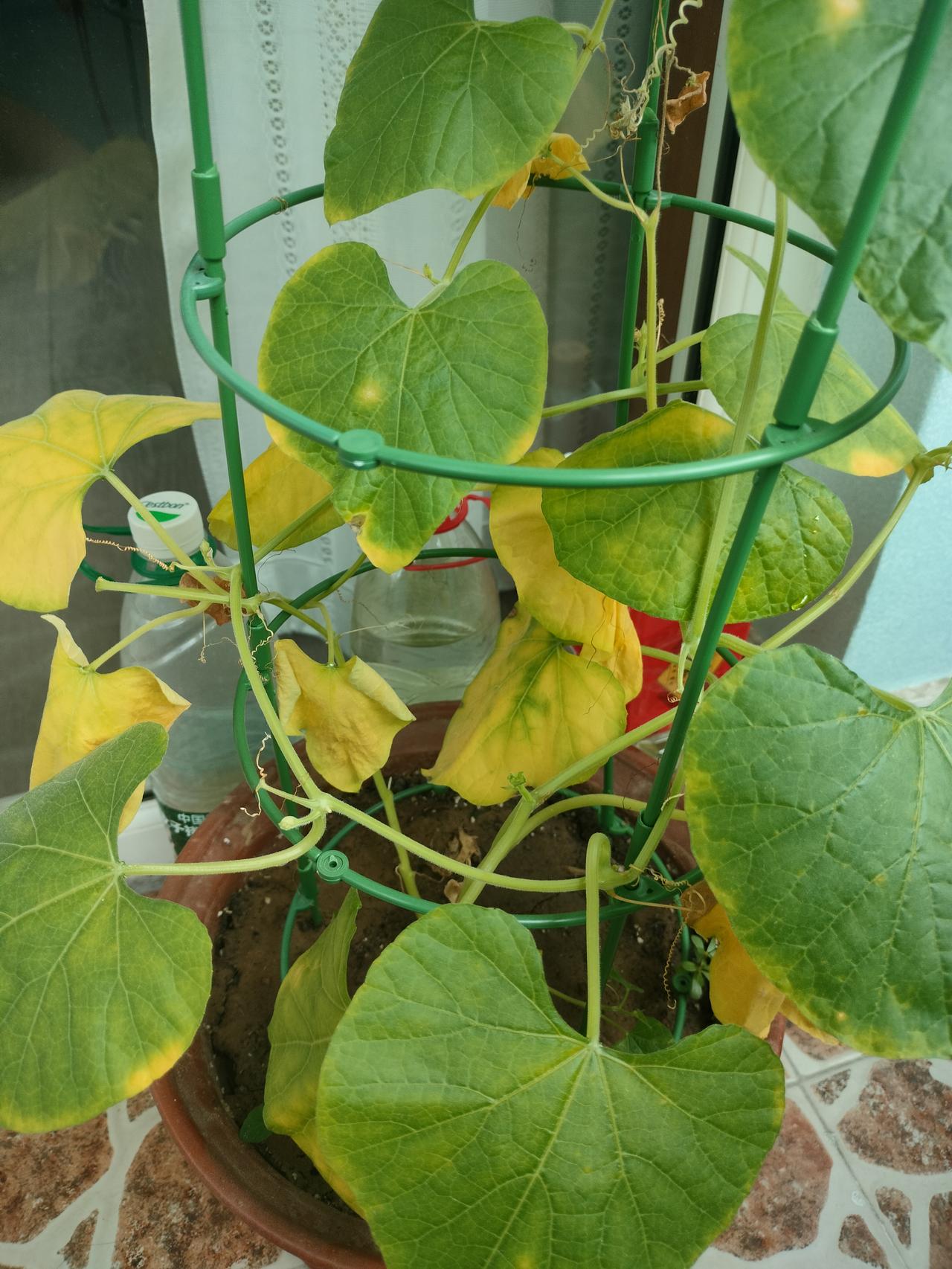 家里有位闲不住的老妈什么感觉呢?不放心呀，不让她动燃气，趁你不注意，她就会动，闲