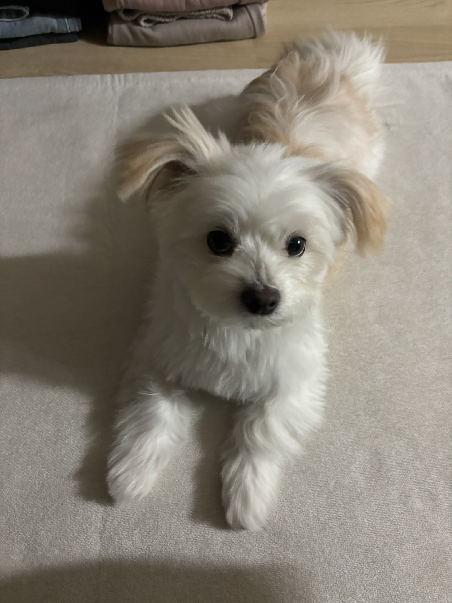 猜猜哪只是洗过澡的小狗 海外新鲜事 热点现场