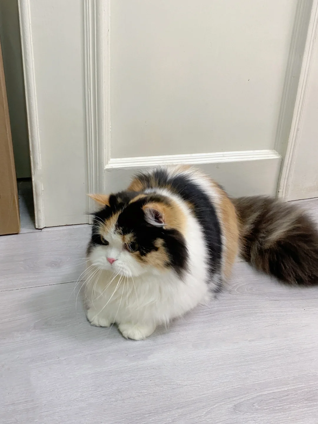 小猫才露尖尖脚