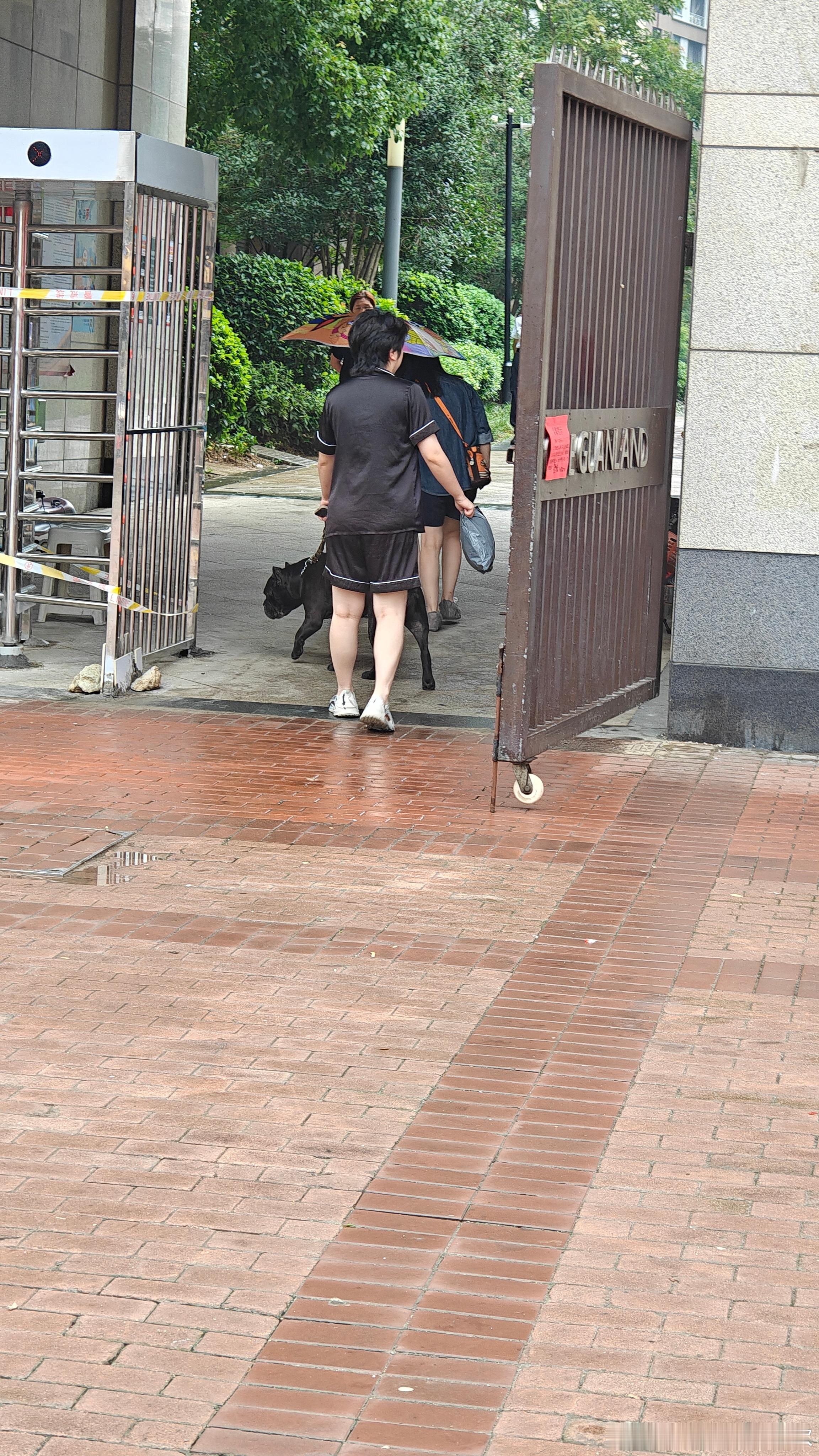 这个狗在武汉属于禁养犬吧？武汉事儿武汉随手拍 武汉·金银湖街道