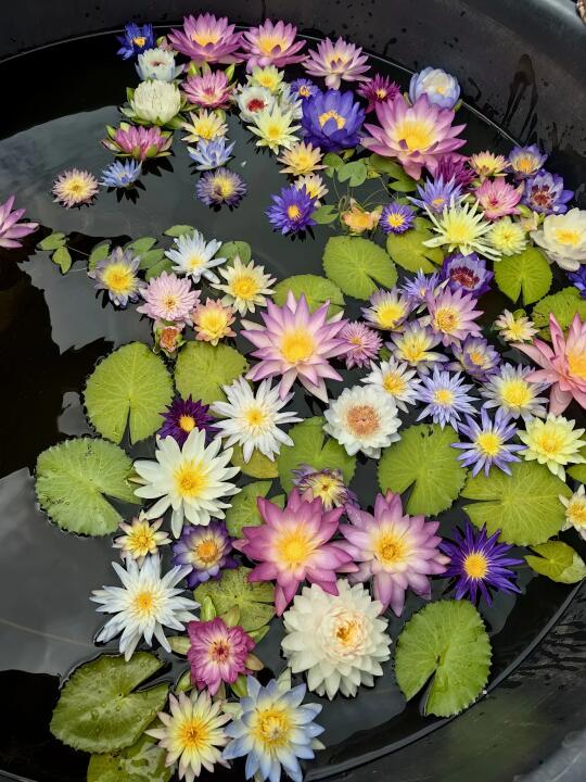 来自夏天的睡莲鲜花盛宴