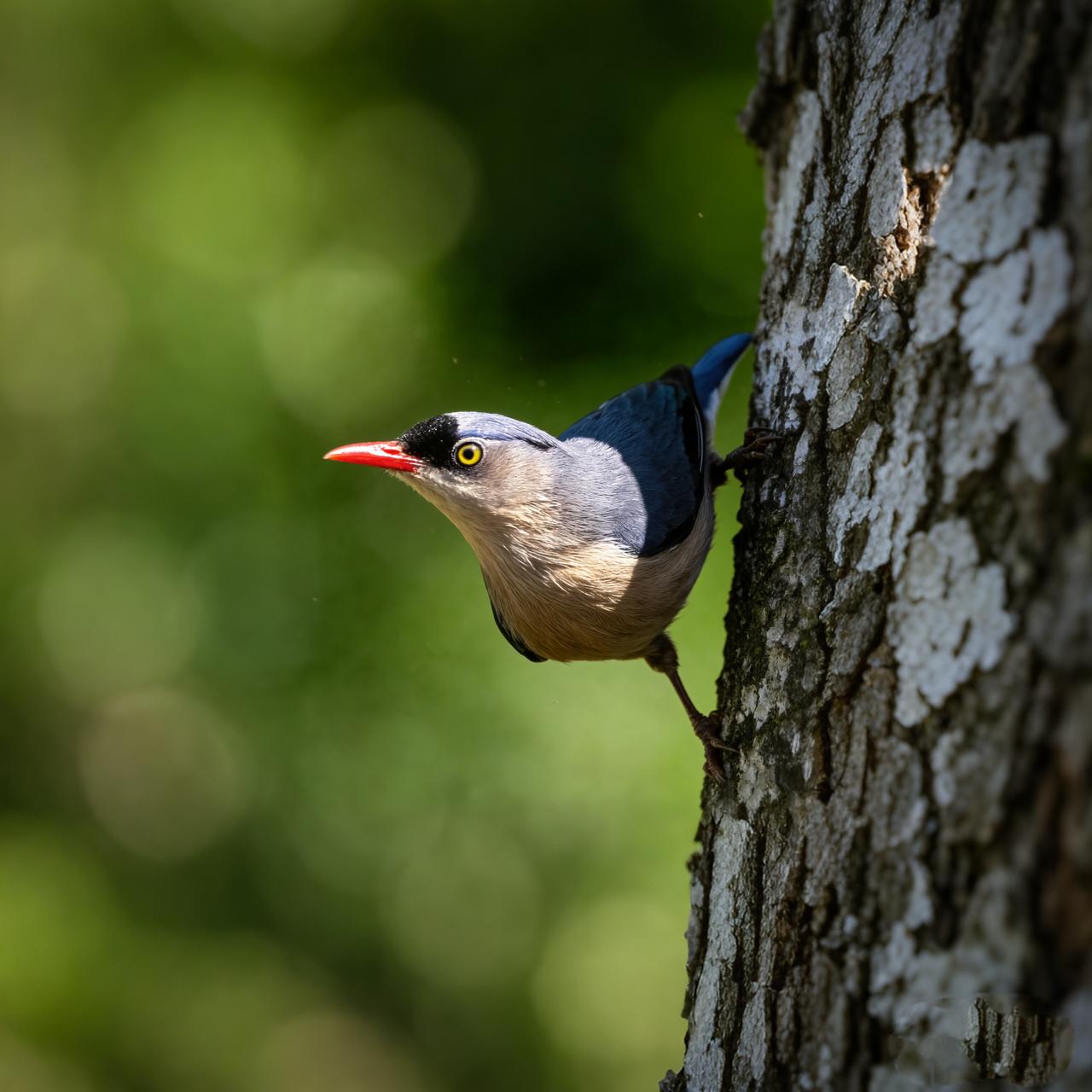 上跳下串绒额䴓