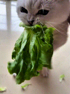我看到一个有意思的视频，铲屎官家里的小猫特别挑食，猫粮摆在跟前一口都不爱吃，偏偏