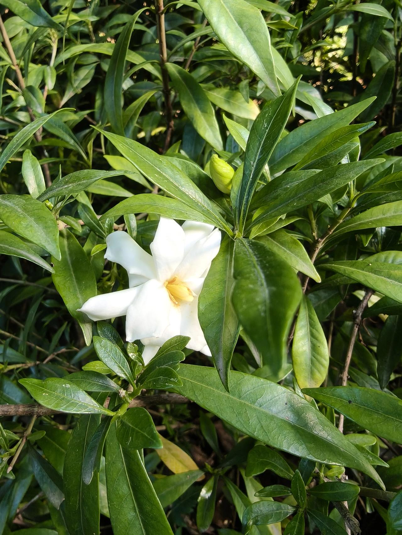花开有序，风不误香

夏风把绿意织成温柔的网，花开带着第一声蝉鸣和芬芳，乘着风的