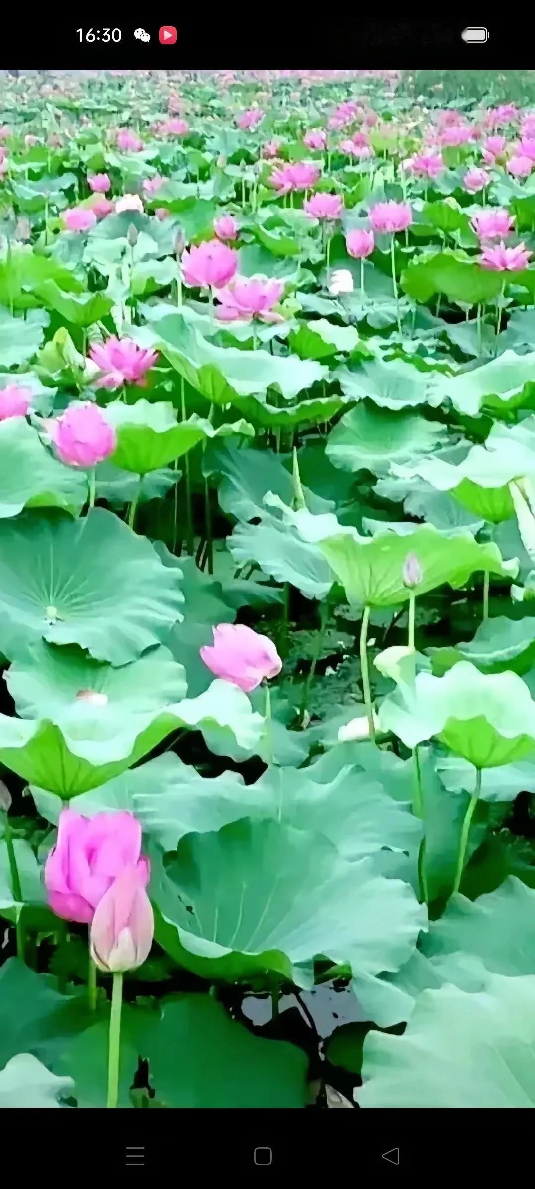 文笔对下联
上联
风来乌云散
对下联！
雨来苗茁壮
[呲牙][呲牙][大笑][拿