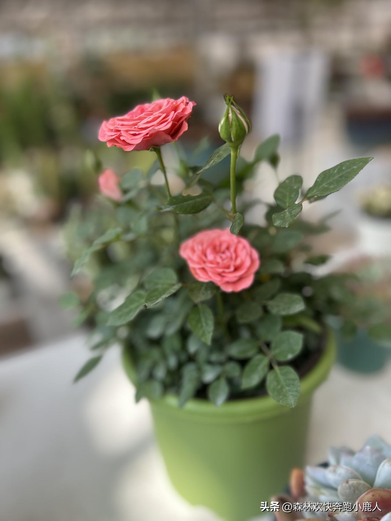 沙特是个很有特点的中东国家，能源实力超强，靠石油奠定了雄厚国力，在全球能源市场话