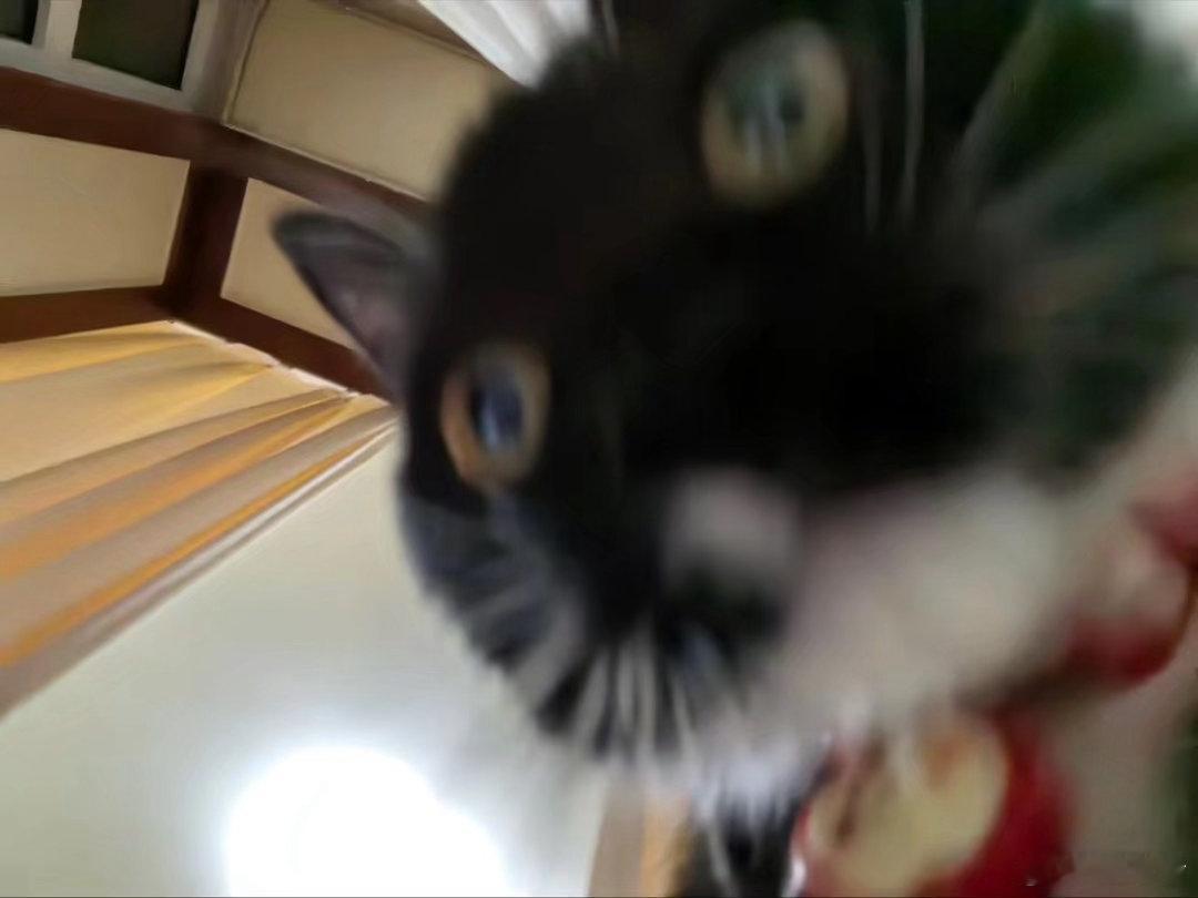 人类猫干掉了 ，这个账号以后 猫的 ​​​