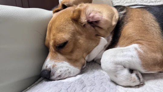 比格犬布鲁酱：睡觉也要保持可爱(*ෆ´˘`ෆ*)♡