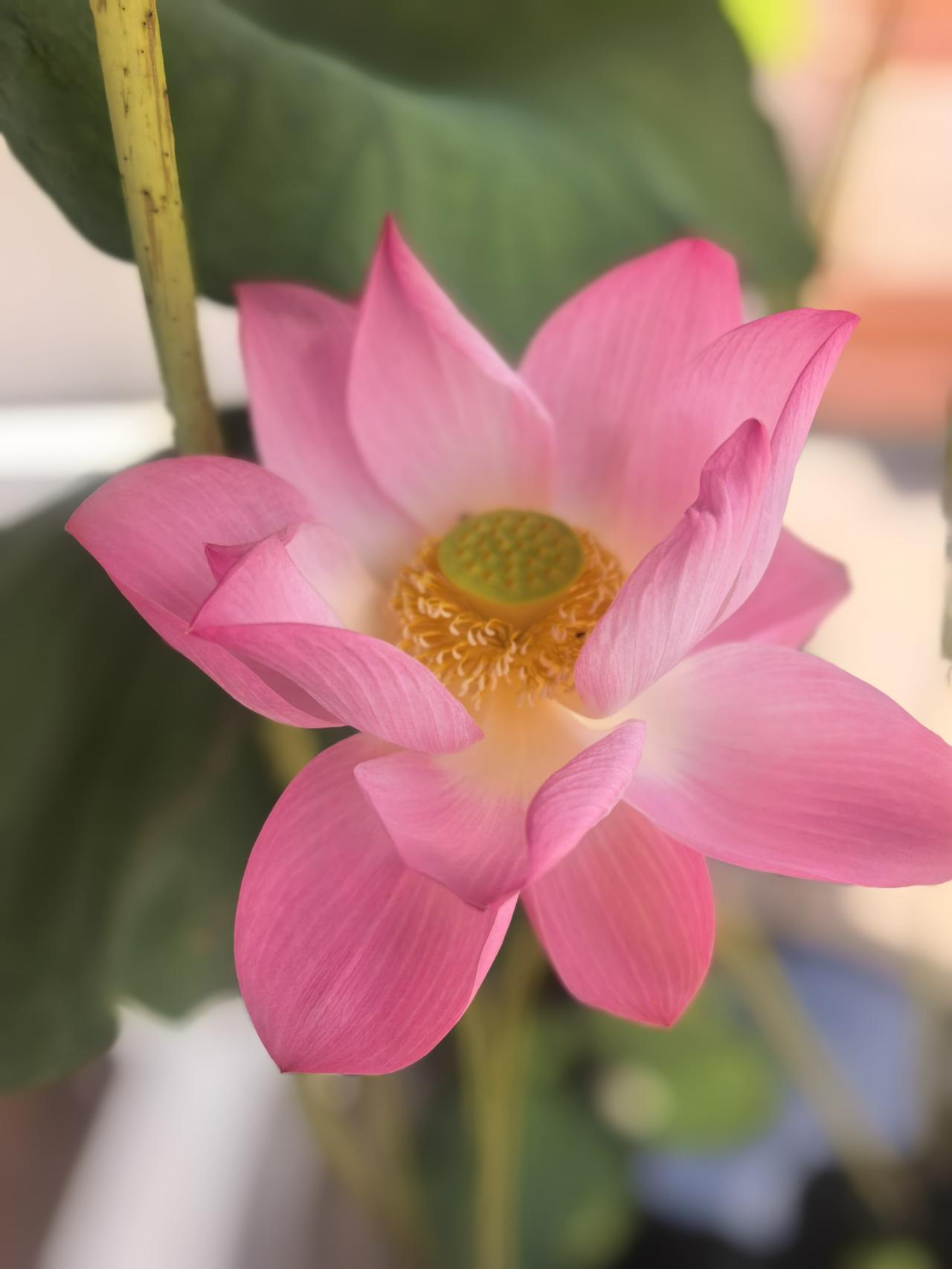 分享一张你随手拍的花