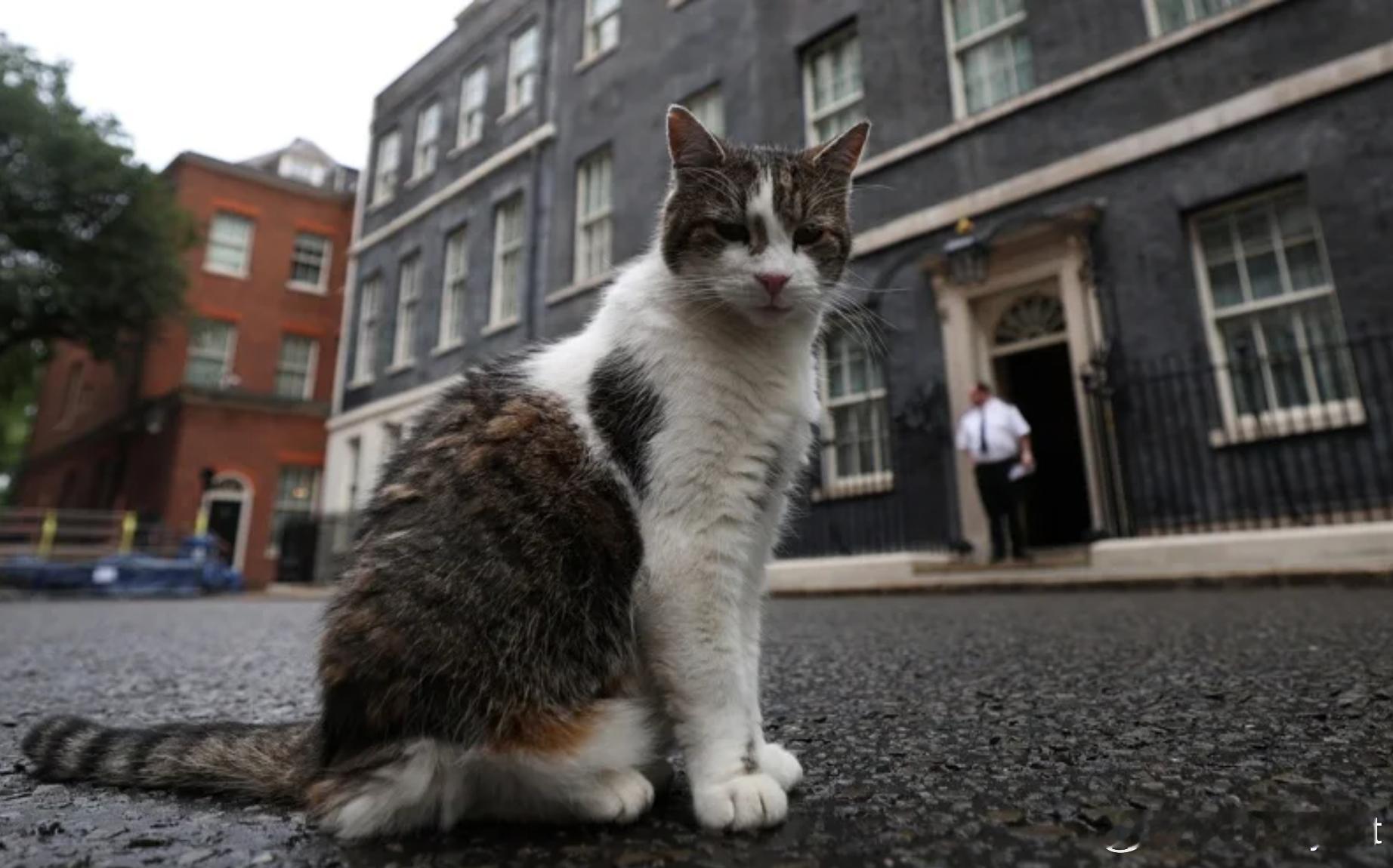 英国“首席捕鼠官”履职15周年 见证6任首相成政坛动荡中的稳定象征海外新鲜事ai