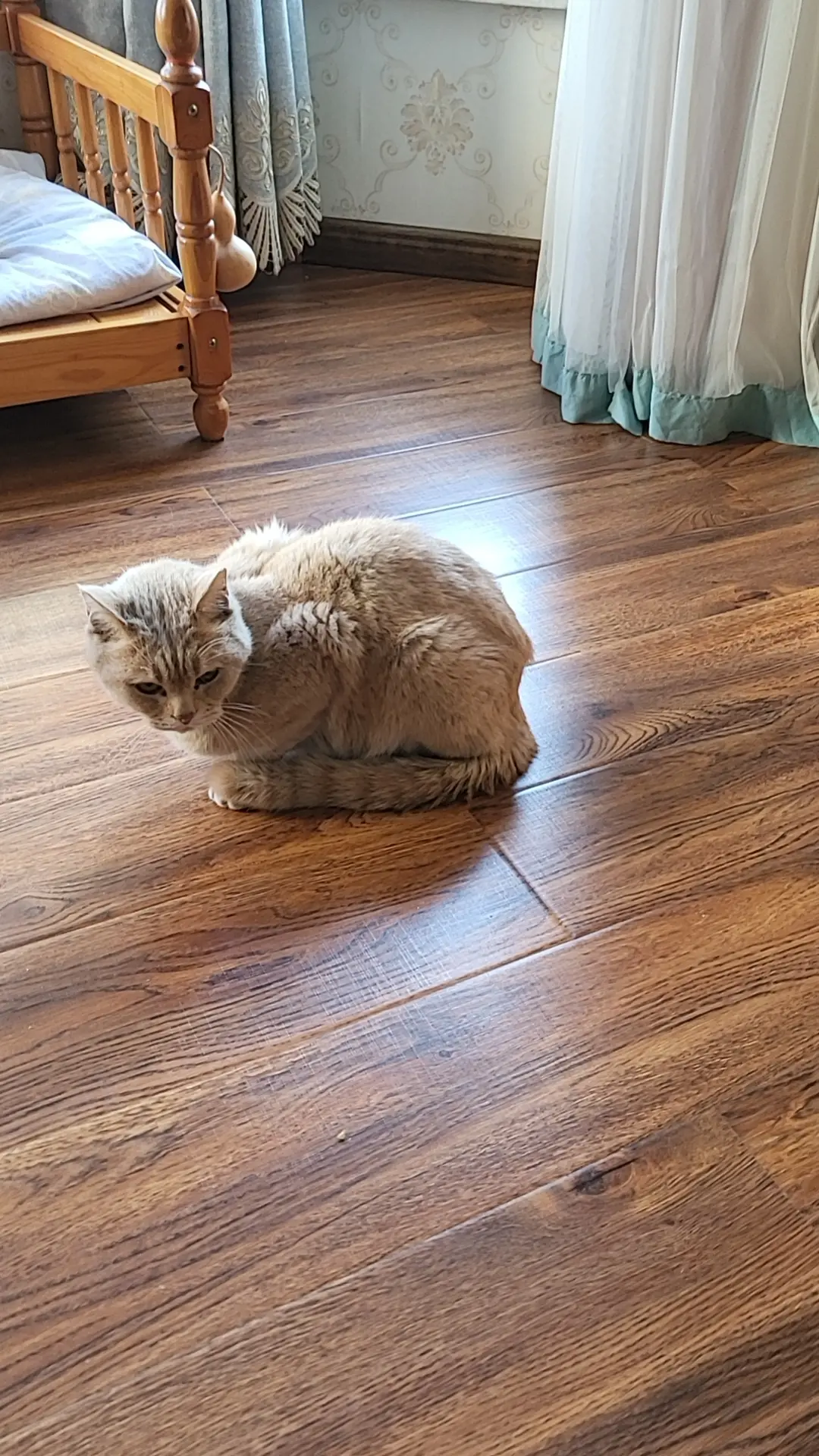 图一，是艾拉麻麻，刚抓进屋的惨样 图二，是艾拉伺候的多好，幸福