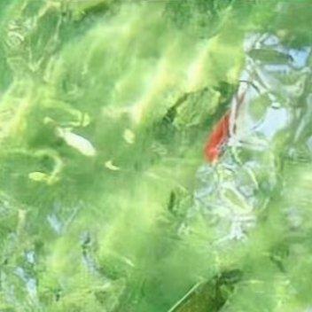 早安若把日常酿成诗，生活处处是花期。把晨光揉成糖，把晚风织成网，四季皆为温柔卷，