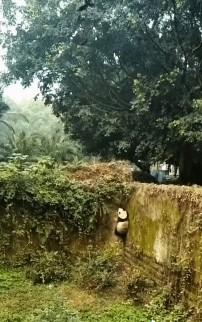 熊猫中心的大熊猫本来想趁着藤蔓爬出去，结果时间没挑好，正好赶上国庆假期游客多。这