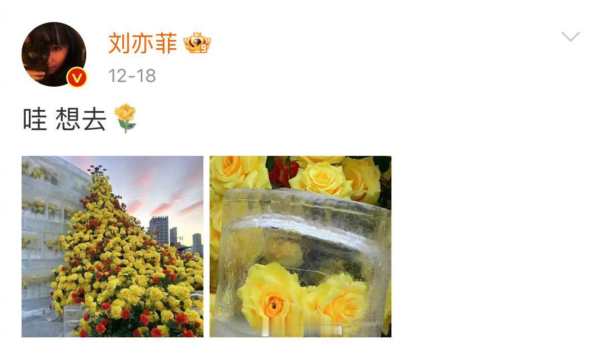 刘亦菲真的去哈尔滨看冰封黄玫瑰了[哈哈] 