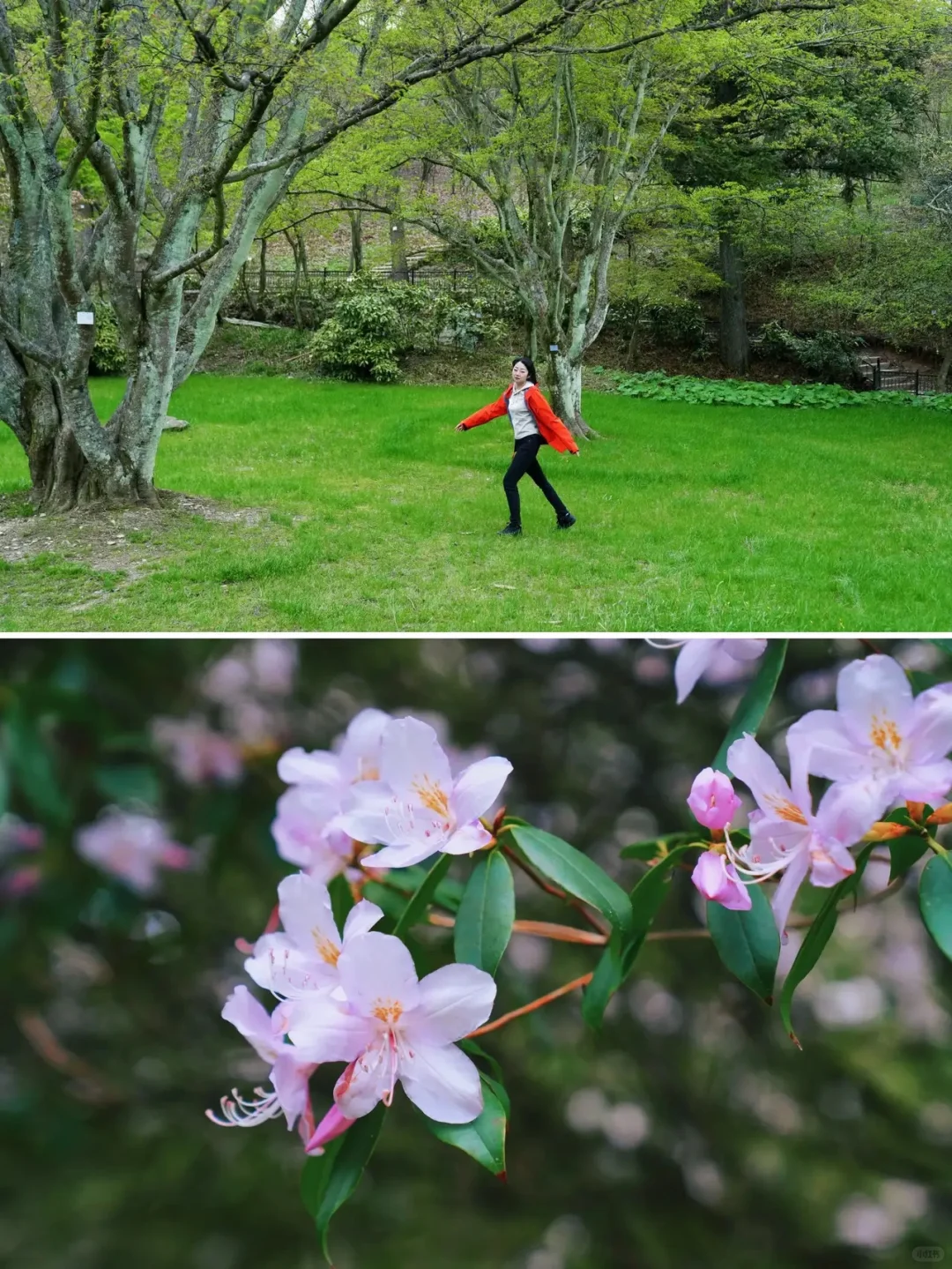 春游庐山｜3天2晚超实用攻略｜森系旅行