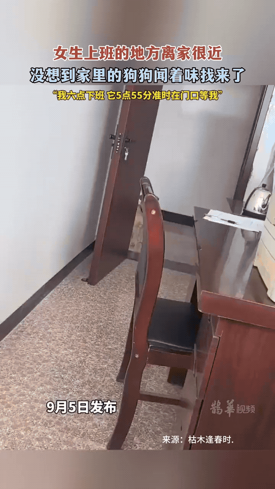 女生上班的地方离家很近，没想到家里狗狗凭着嗅觉，自己一路找来了公司。
女生六点下