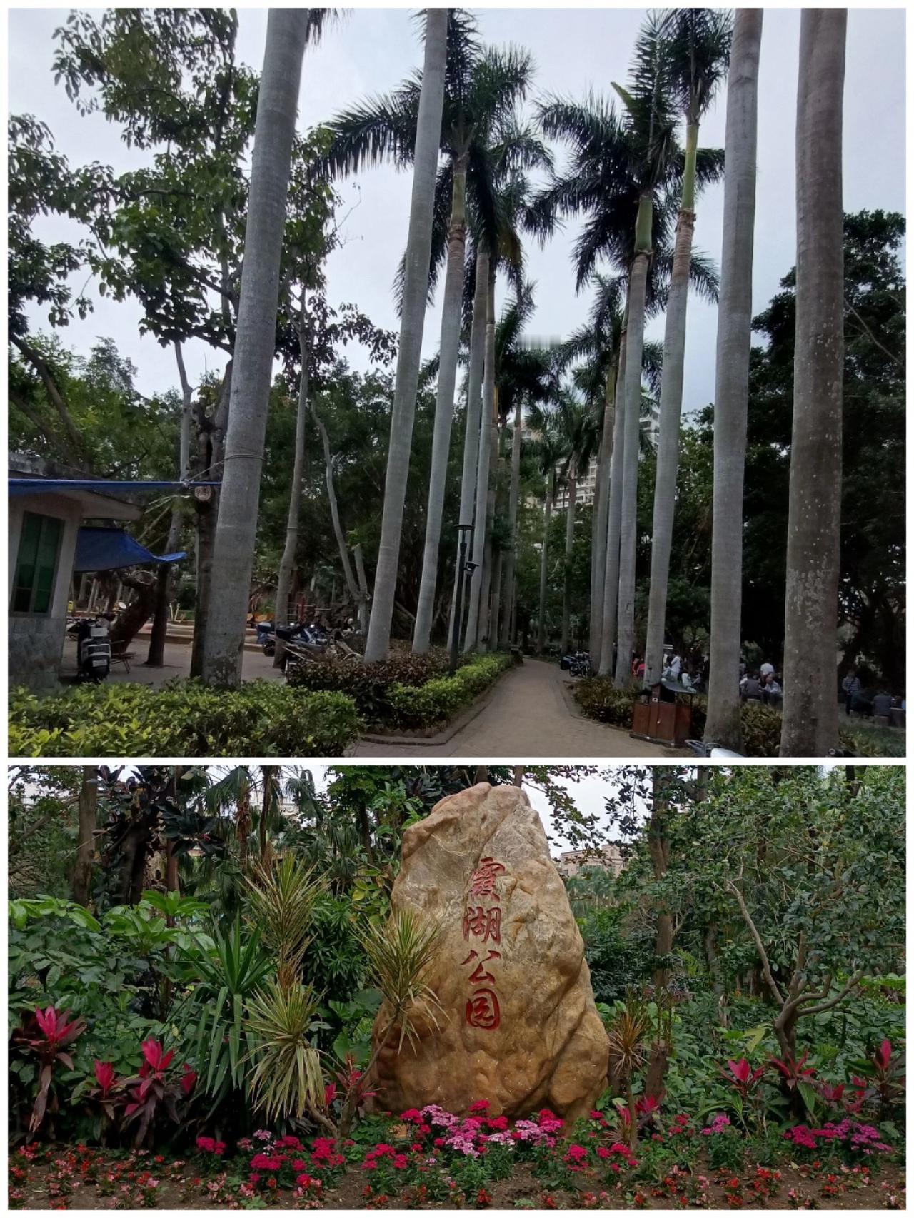 去霞湖公园，很喜欢这一排椰子树(图1)，记得在湖光岩也有这种树；公园很大，也很惊