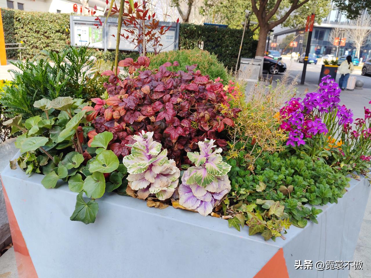 发一张你相册最近拍的花虽然有点乱糟糟，毕竟有点颜色，还是好看！