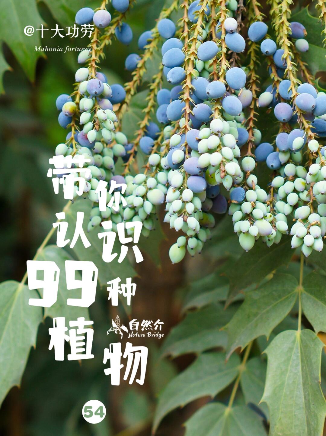 带你认识99种植物