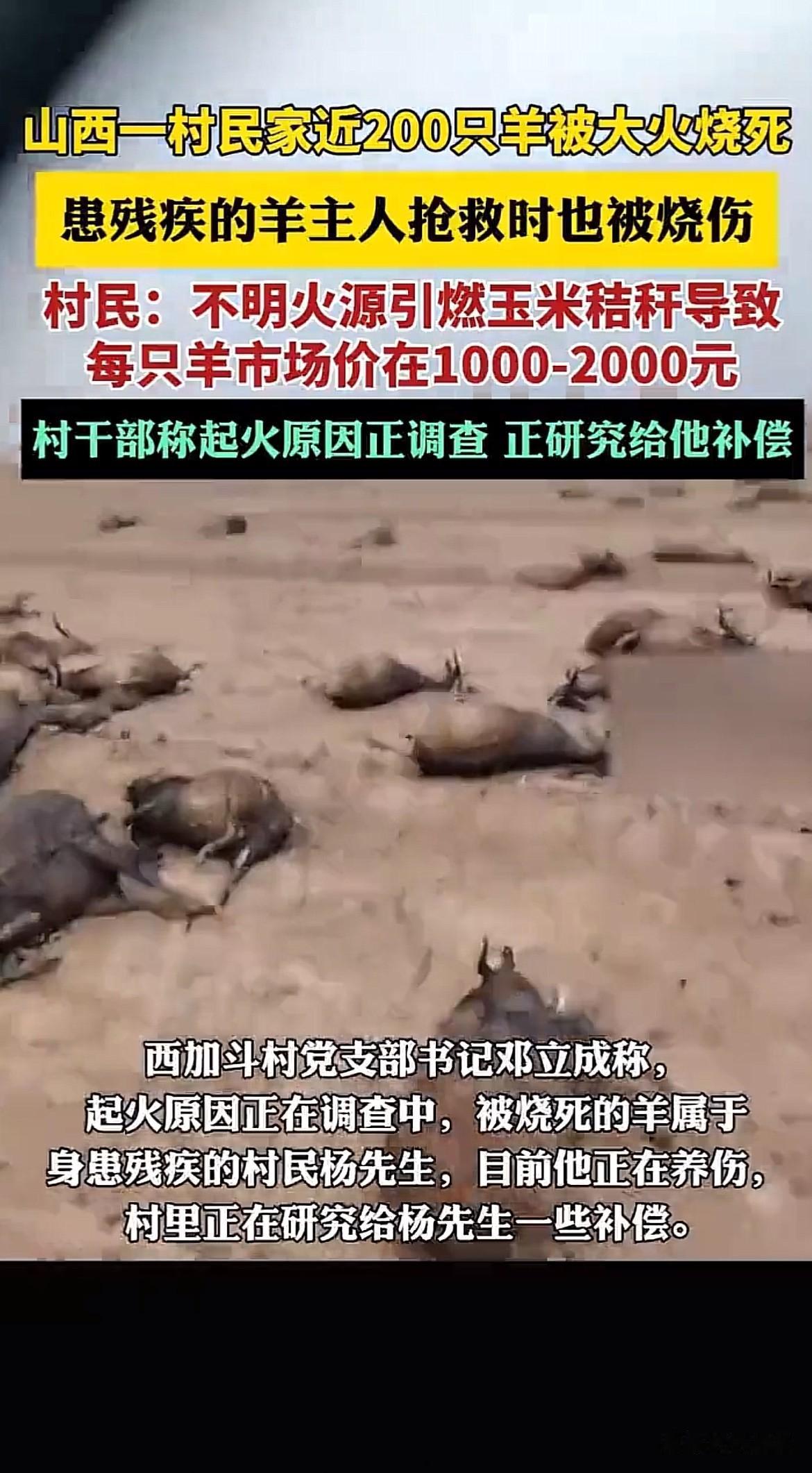 太惨了！山西大同，一村民近200只羊被烧死，身患残疾的羊主人在救火时也被烧伤，调