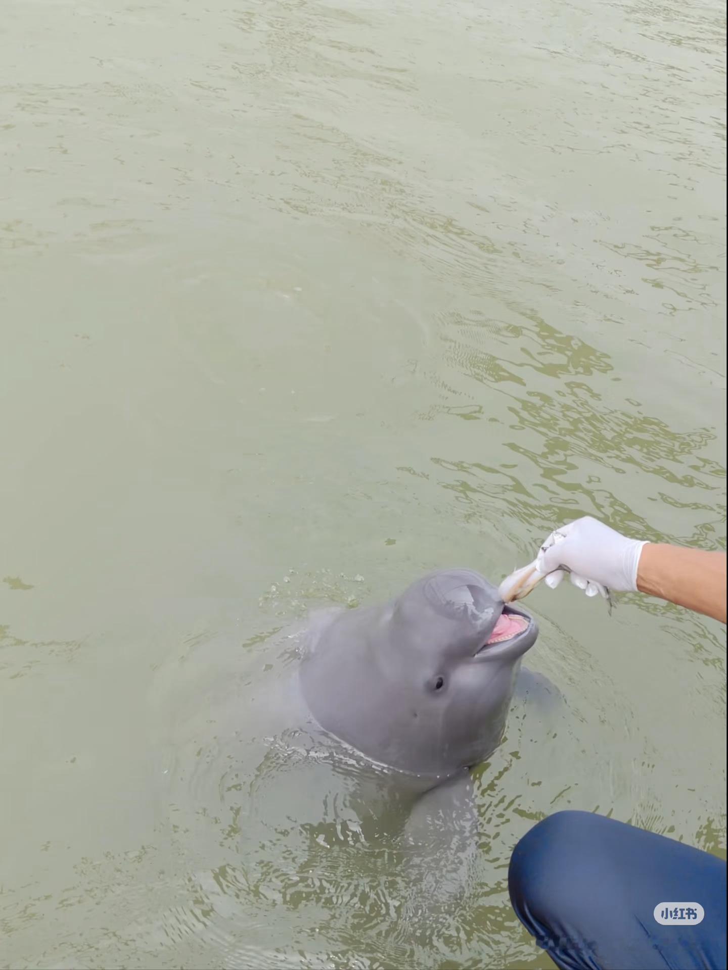 江豚有你不孤单守护江豚🐬，守护长江的微笑