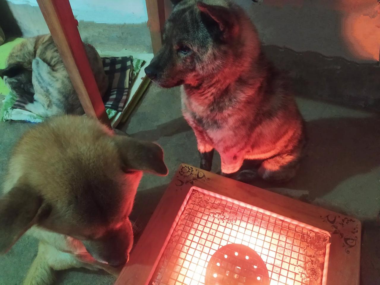 生命中，有一些极其珍贵的愉悦，往往就藏身于一无所求的相伴中

有些事物，是用来满