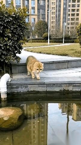 爪子刚把鱼拍上岸，鱼尾巴还在地上“啪啪”甩着，一道黑影闪过，猫嘴边的午饭就没了。