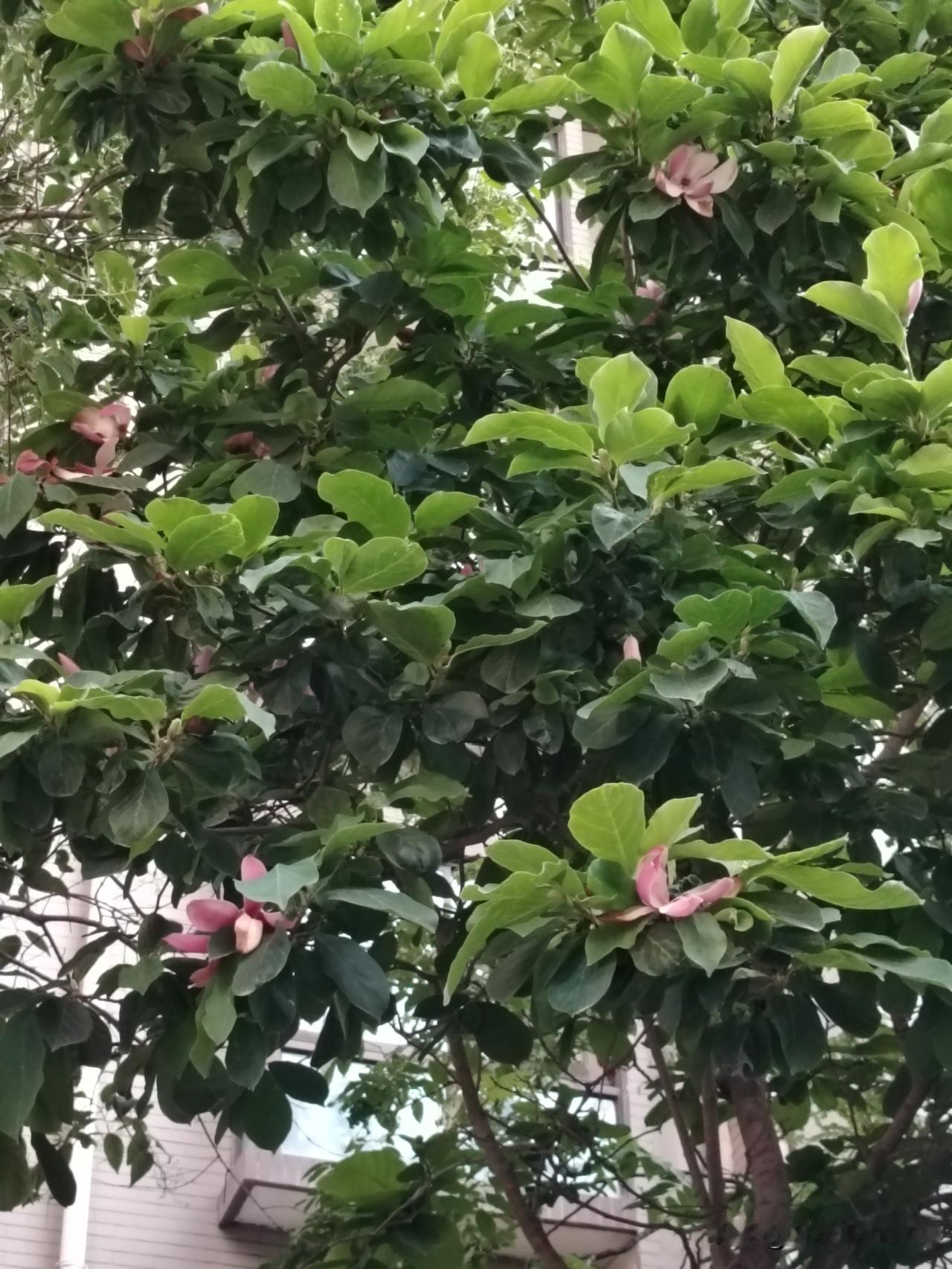 夏日玉兰
一树玉兰二度开，
七月流星九层台。
朵朵犹含英雄气，
偏偏冒死送谏来。