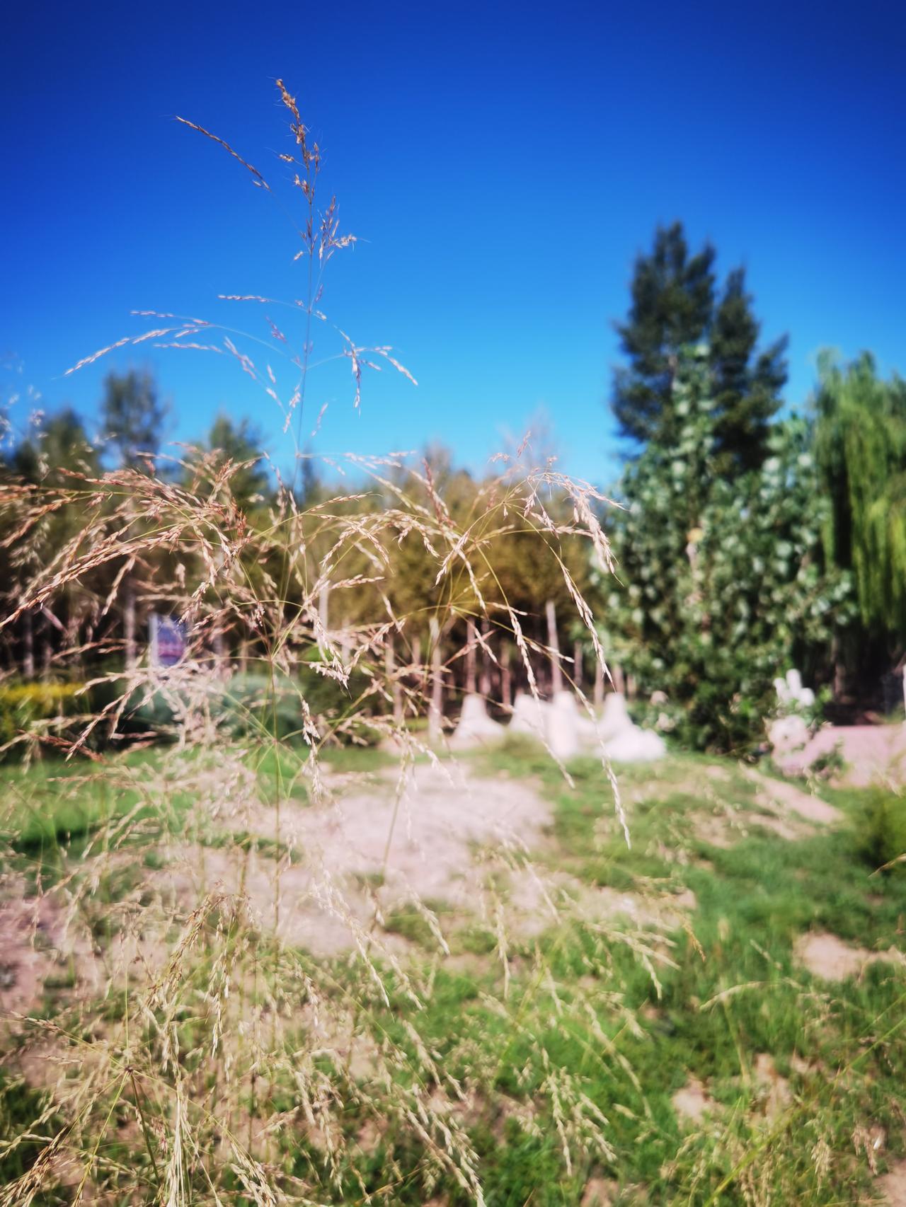 这张图有意思
绿树似留夏季
纤细植物变黄
秋天风光旖旎
