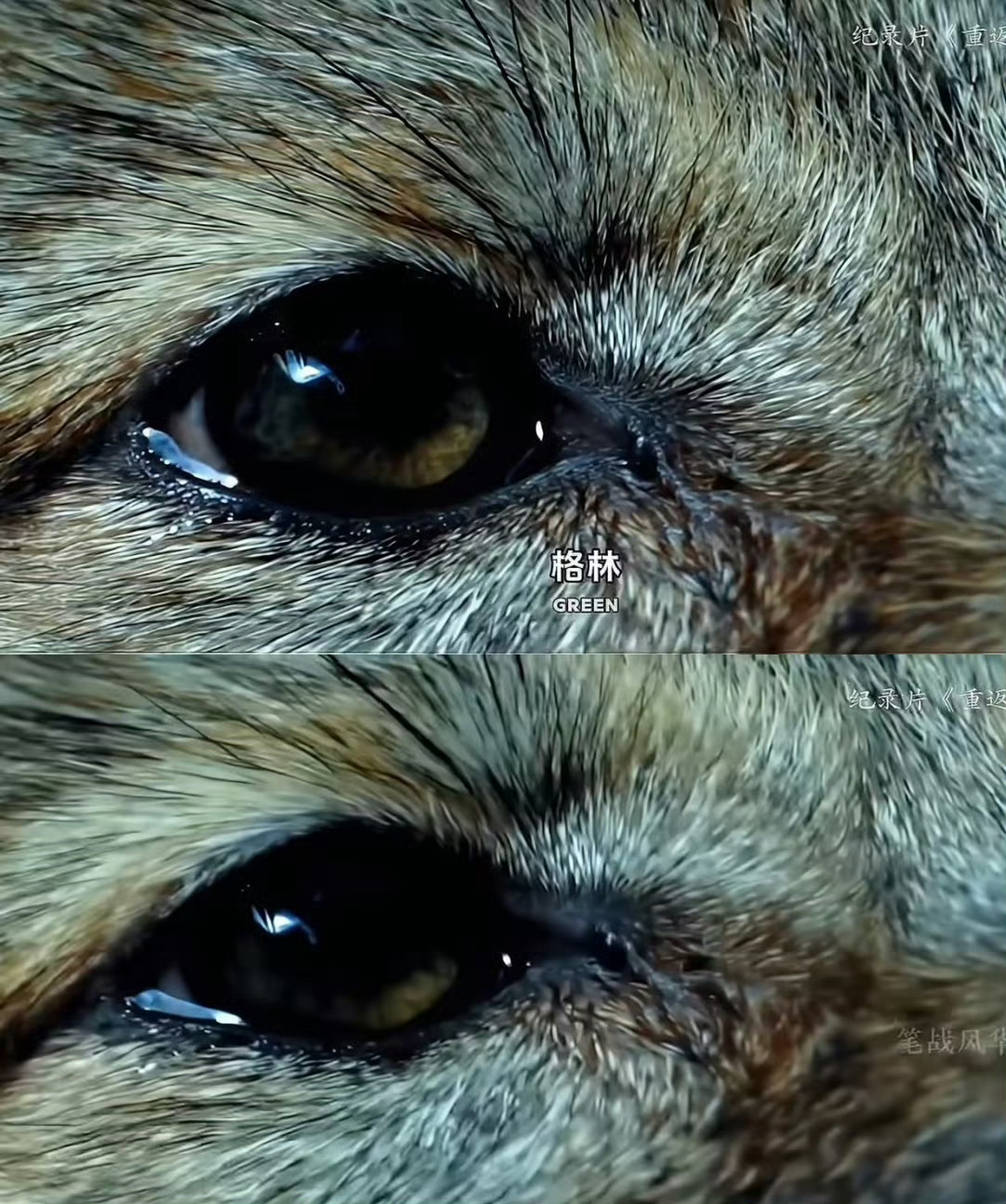 一直都好讨厌白羊座，喜形于色，一切都在脸上，不会隐藏自己。昨天知道格林也是白羊座