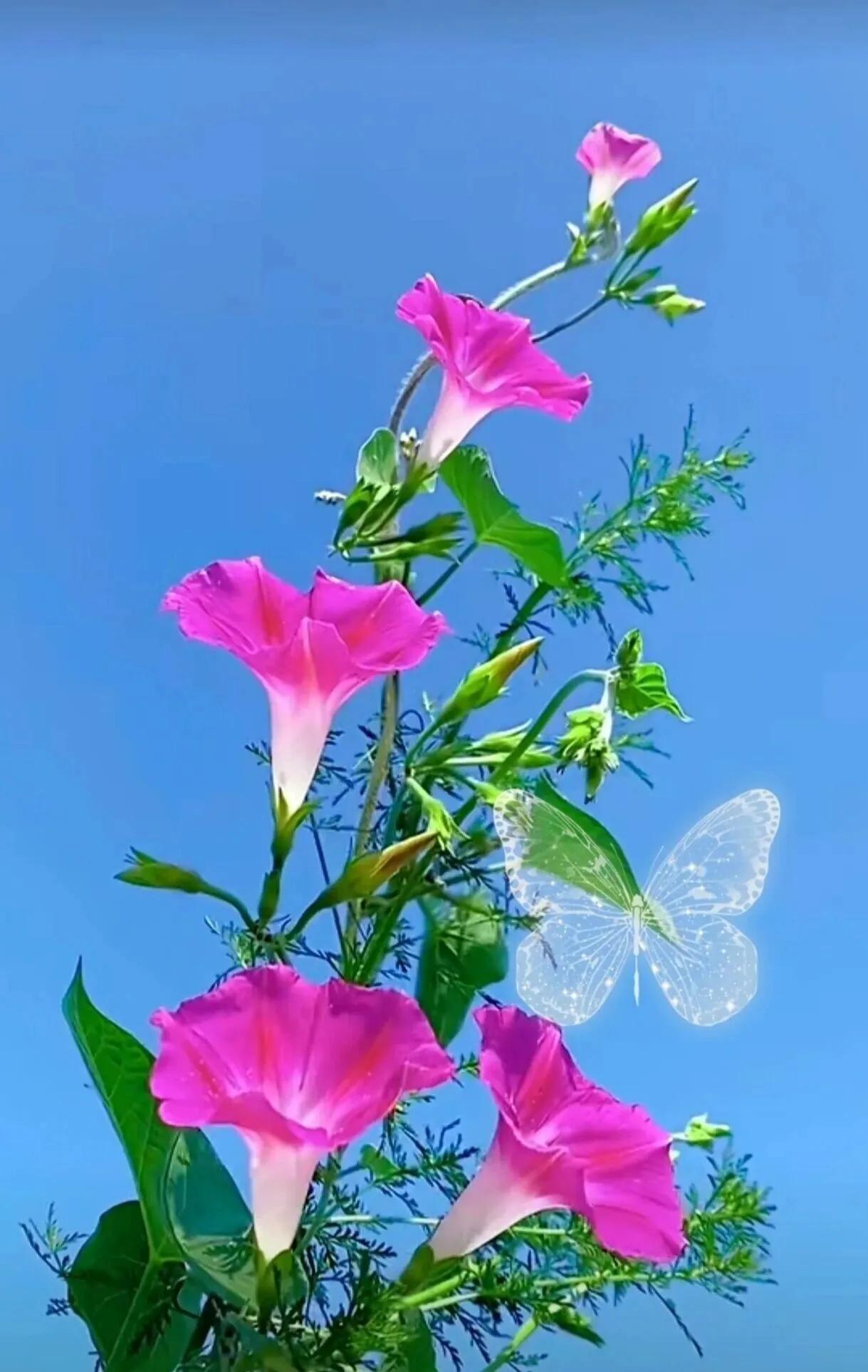 牵牛花的精神
牵牛花向阳而生是因为它总是在阳光升起的时候就绽放了，阳光到午时或夕