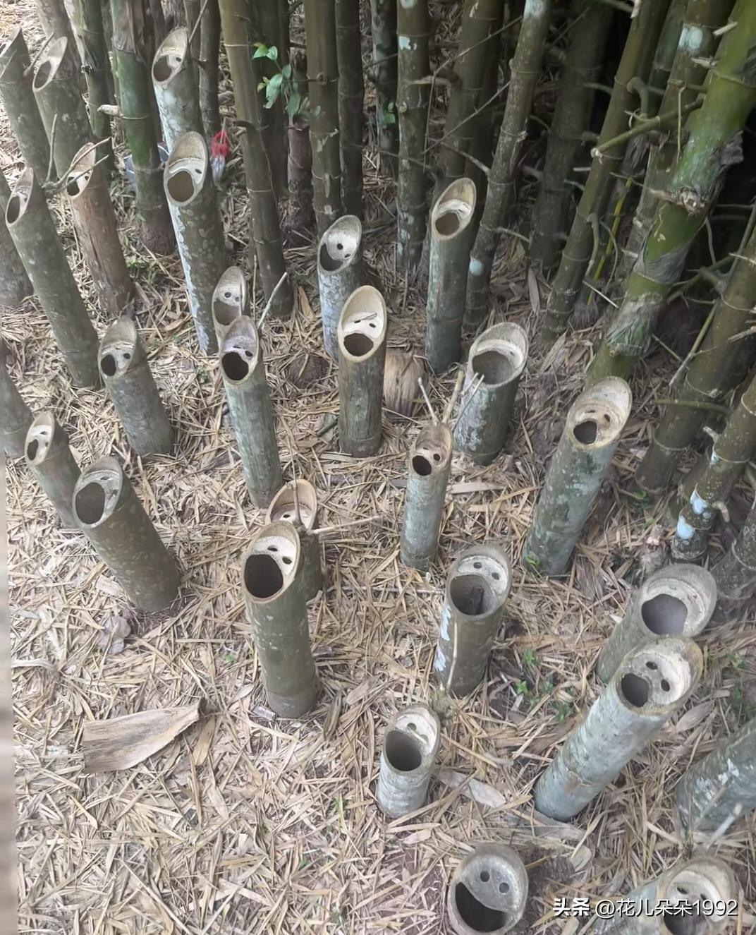 多年前，他们还很新，一晃多年，没想到竟然还在，而且现在笑的更夸张了，大自然果然是