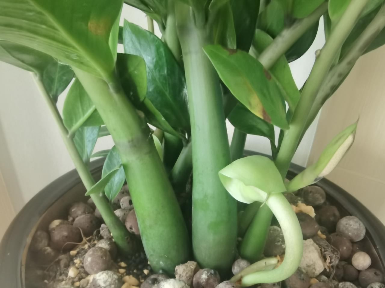 晒一晒养的花我家种的金钱树发了新芽！象征着，新年新气象，生意兴隆，财源广进，出入