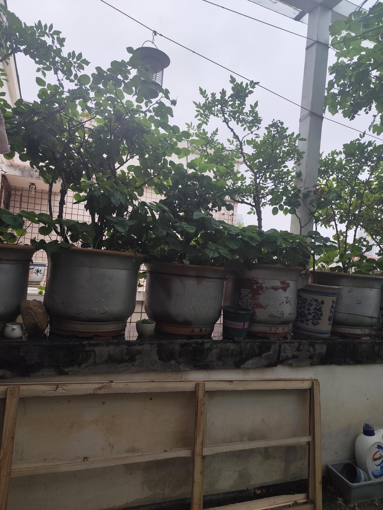 天天喊着减肥，但身边又有人不让我减。
本人身高160，体重132，属于微胖型，但