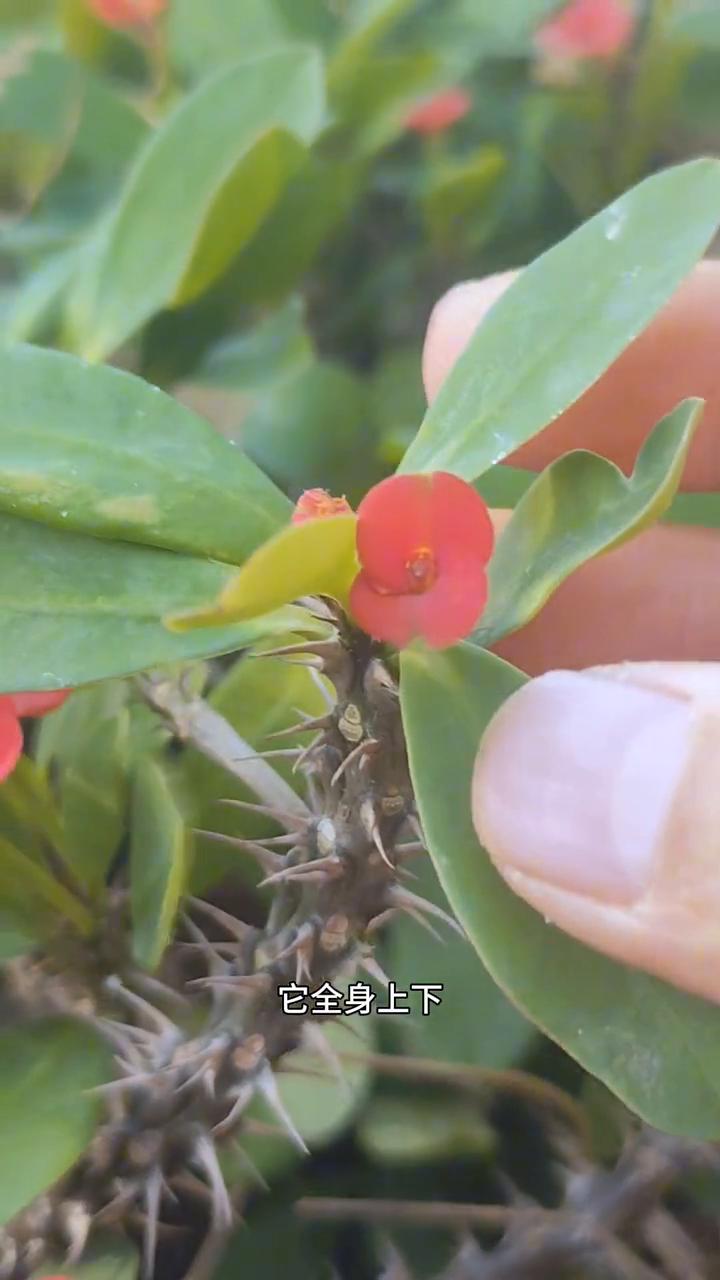 龙骨刺。
这种开着红色花朵的植物，它全身上下都是宝。极少数人知道它价值用途，不仅