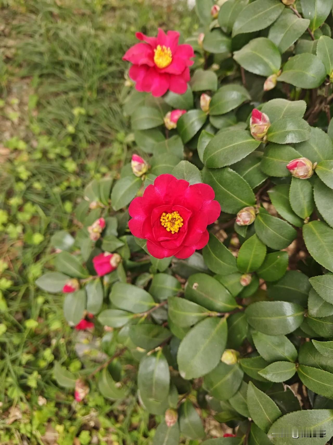 茶花美拍欣赏