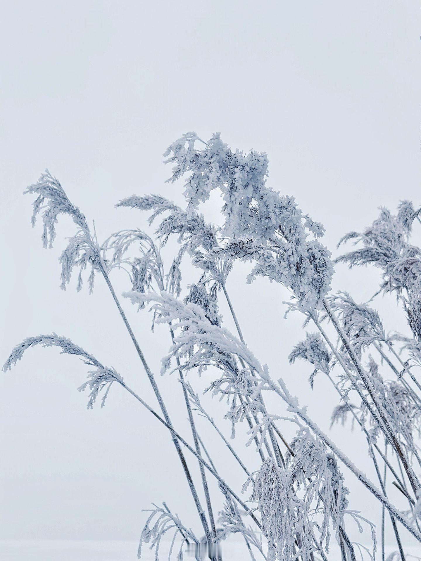 沈阳冰封全城的雾凇早上好小菌 沈阳