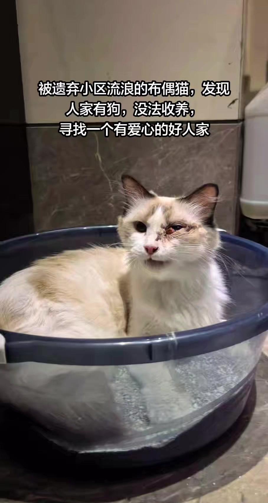 小区里发现一只眼睛流血的小猫，发现人第一时间就带它去医院治疗了，但后续没办法自行