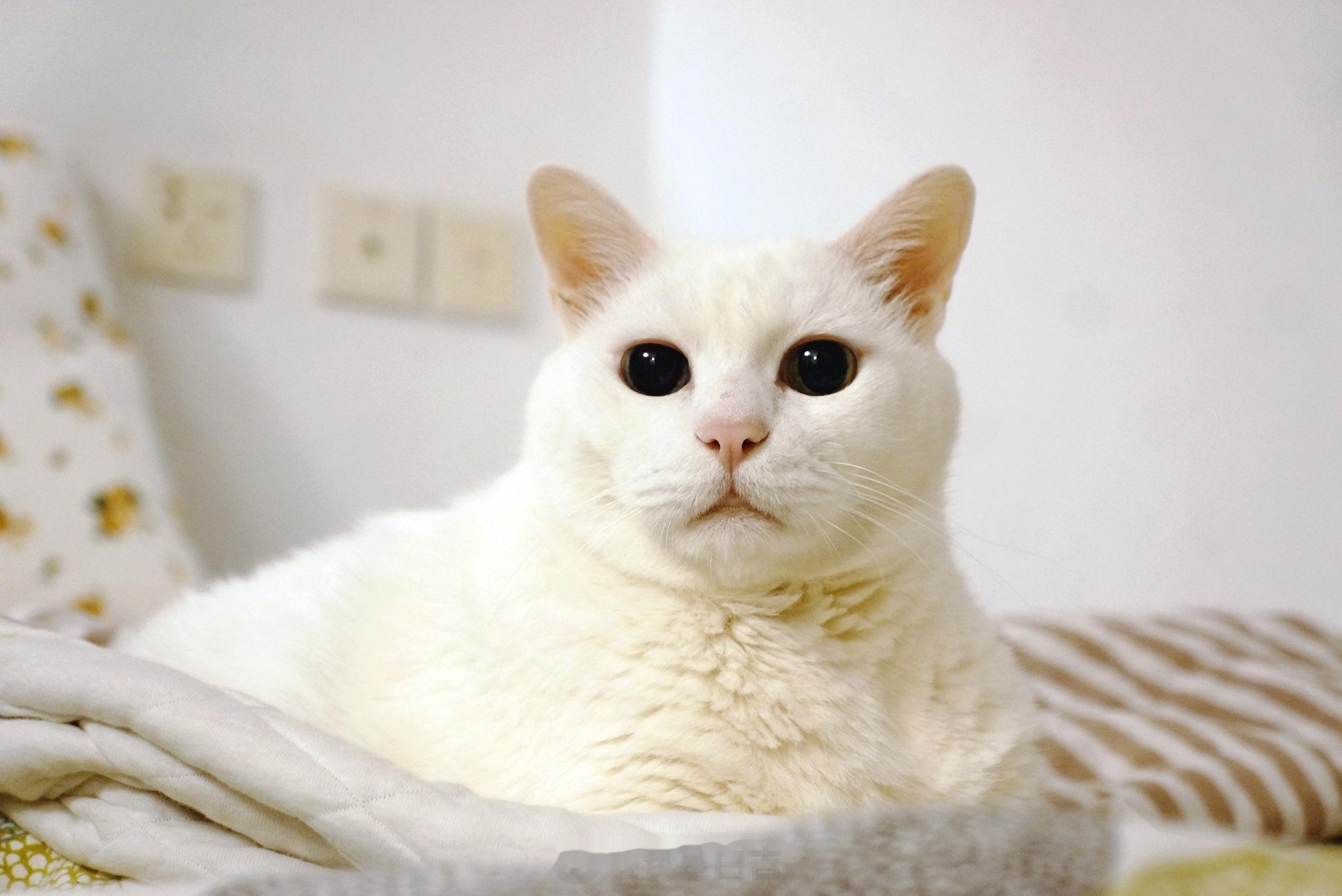 帥氣如奶昔～#奶油大叔##白吉##16歲# ​​​