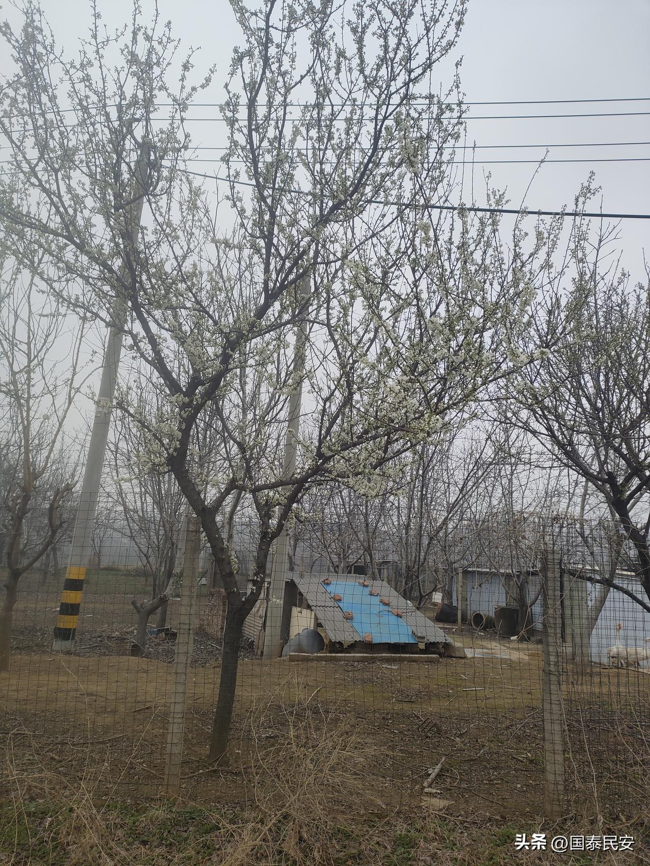 村口那棵先开花的树
 
这几天天儿一直阴沉沉的，风也带着点凉劲儿，我还以为春天还