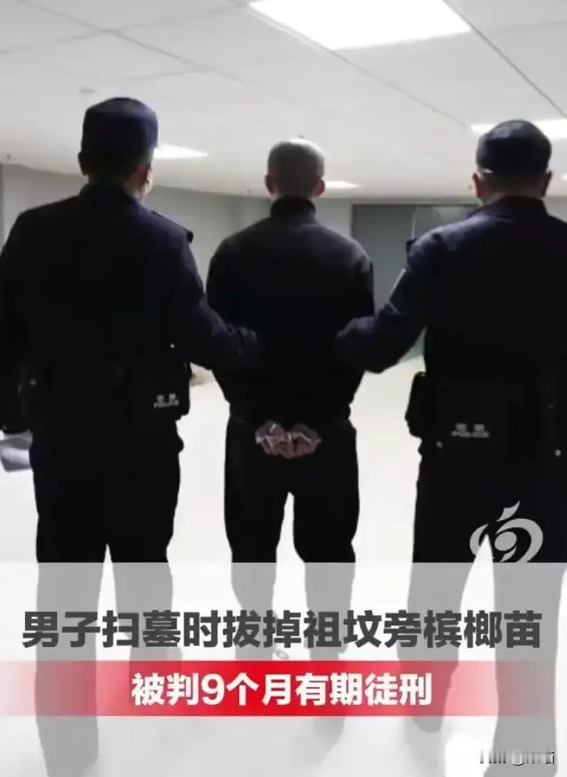 海南，清明节期间一名男子带着家人去扫墓，到了祖坟旁边才发现四周被同宗亲戚种上了辣