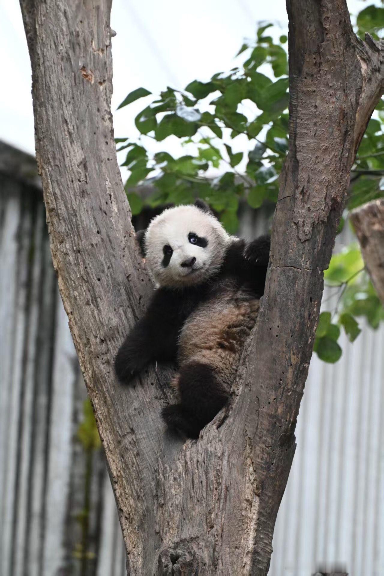 大熊猫家美大崽去世再见了，家美大崽，一个还没有取名字的熊猫宝宝。宝宝，谢谢你来过