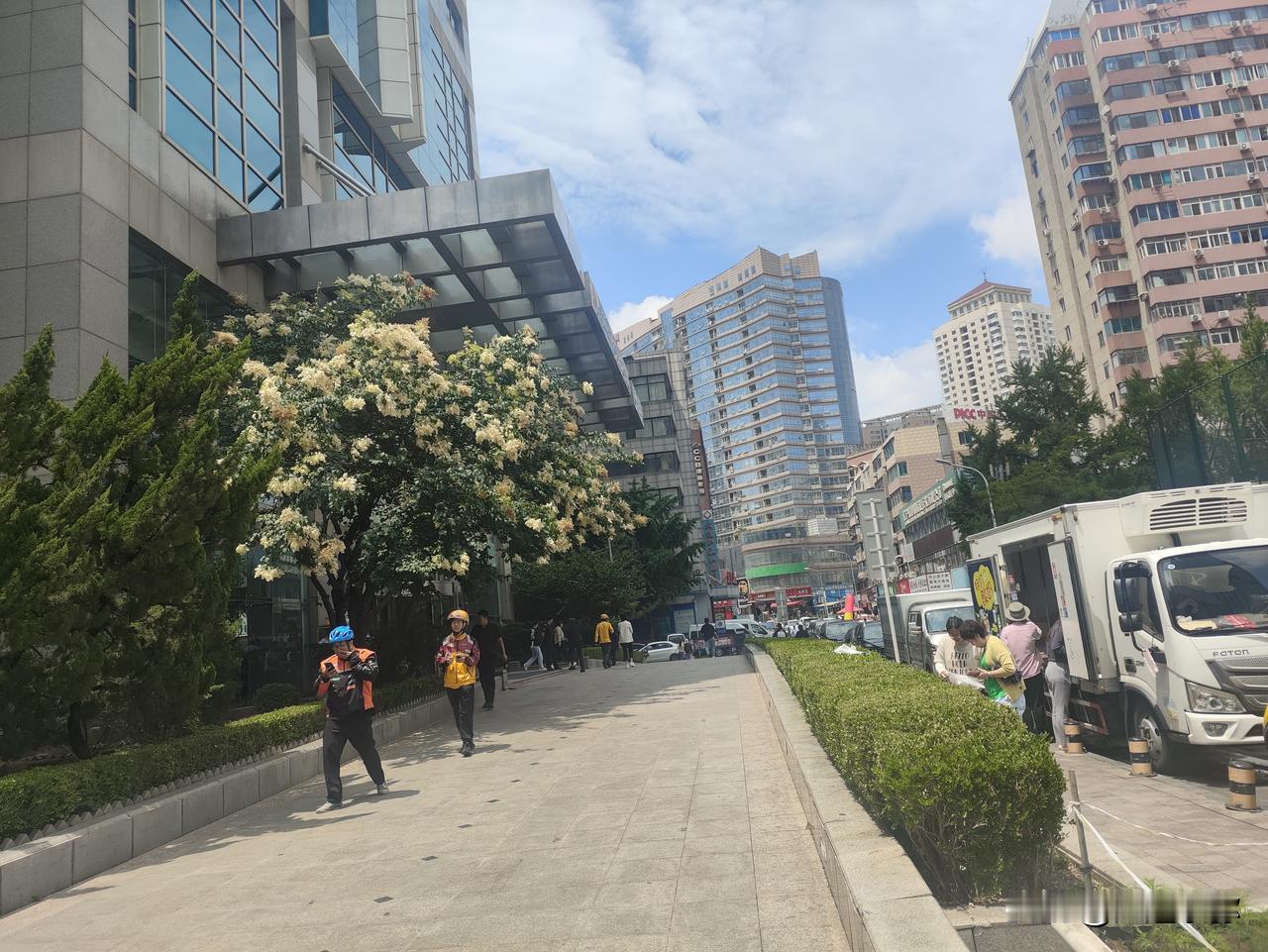 大连中山广场闹市菩提树！世贸大厦这棵白花古树藏祥瑞
 
漫步中山广场世贸大厦旁，