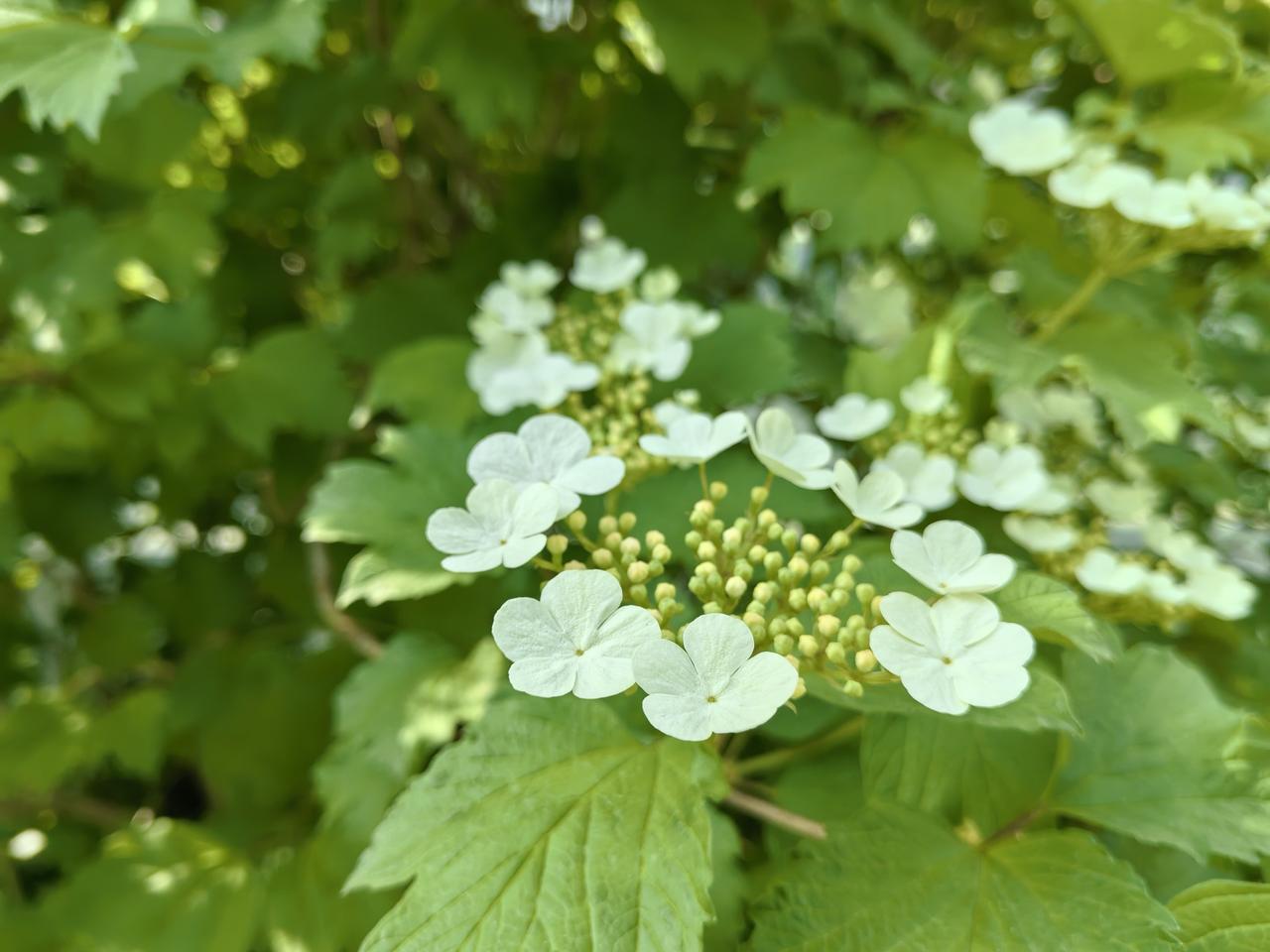 鸡树条荚蒾花与果
天目琼花，别名：鸡树条、鸡树条荚蒾
，鸡树条荚蒾花每年的四五月