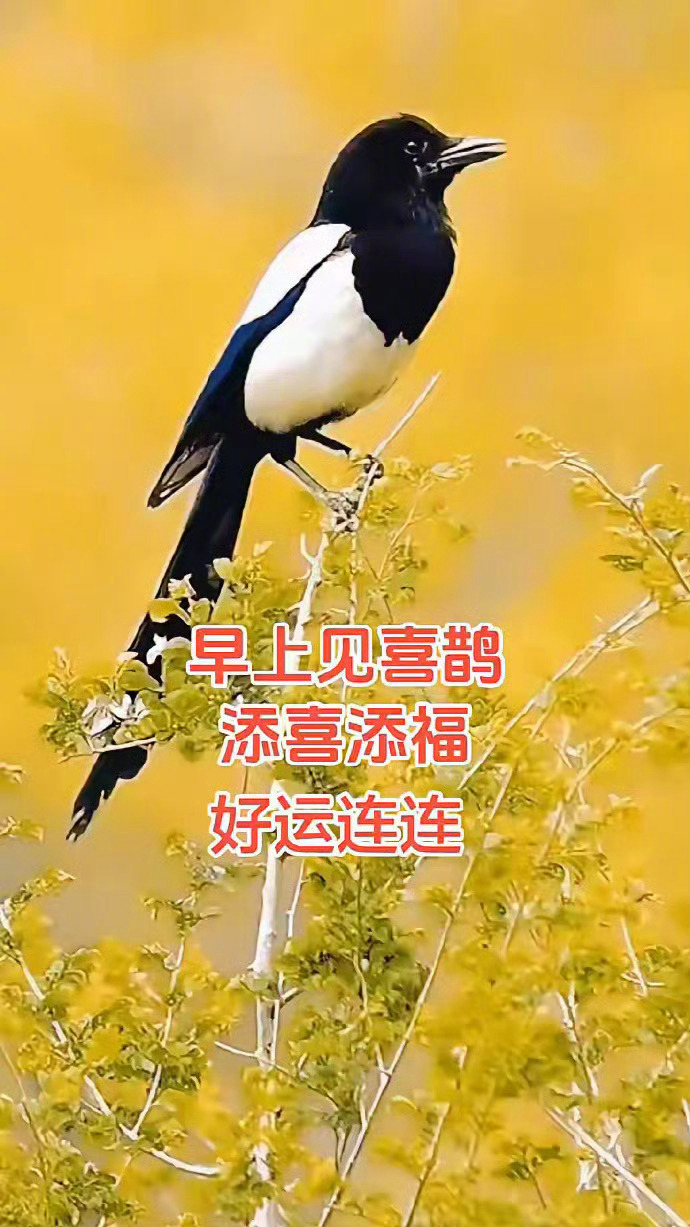 老一辈人说，见喜鹊，添喜添福，好运连连。运势