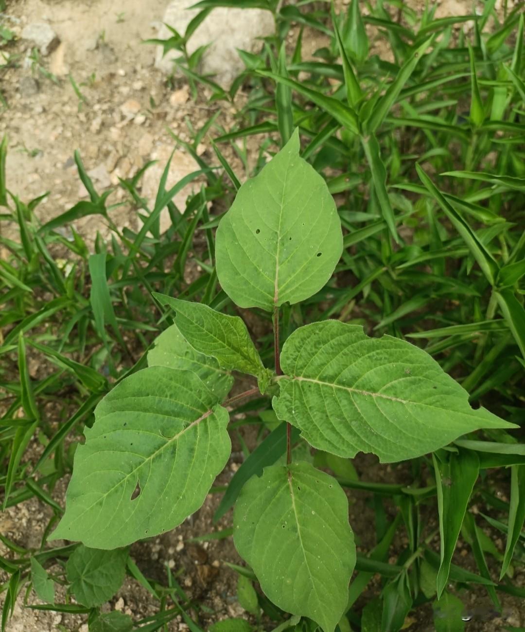 东北方言之（760）水蹦科：
这是一种野生植物，叶面纹路清晰，嫩茎紫红色，四棱红