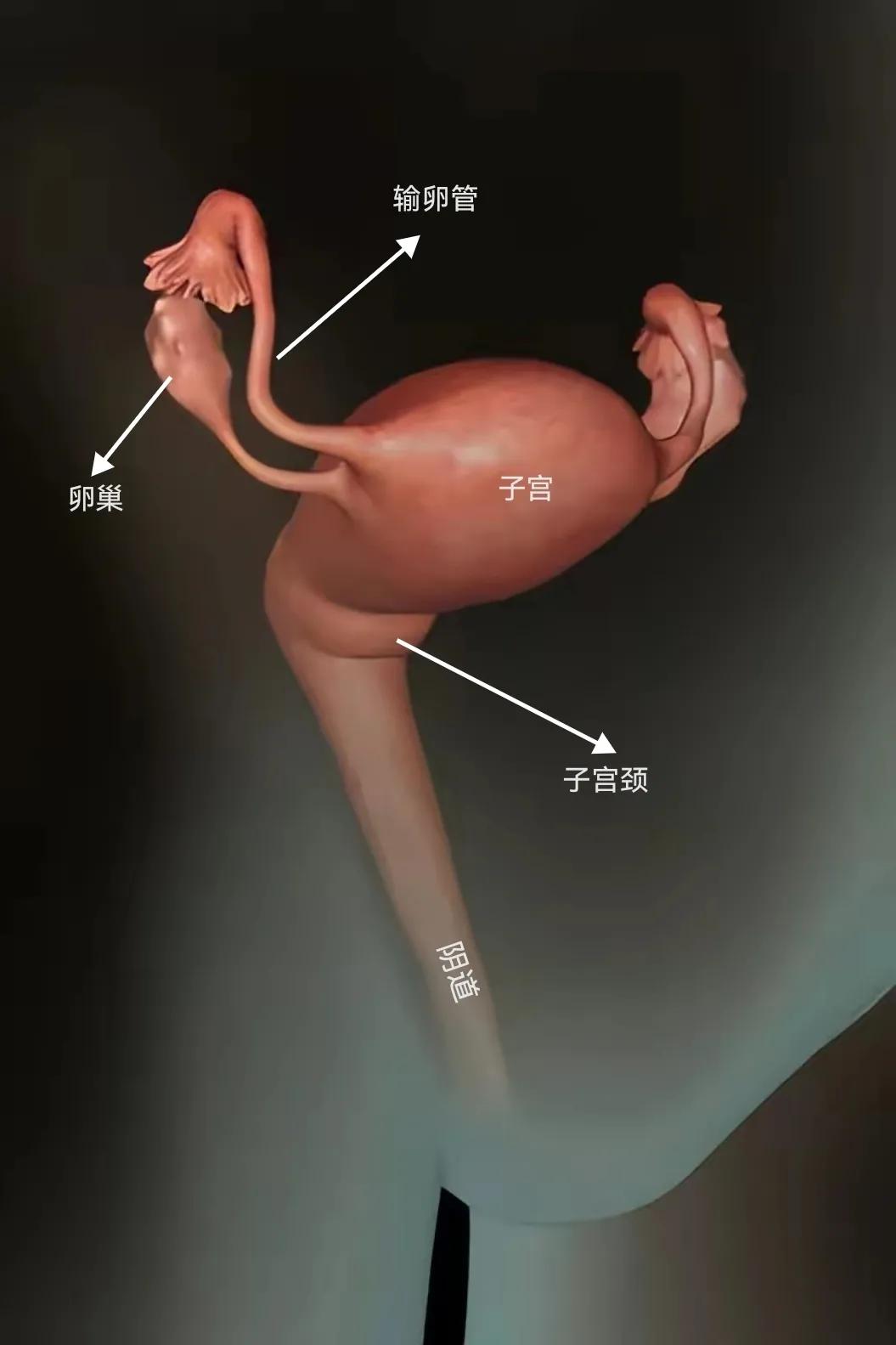 怀孕！[发怒]
原来，我们是这样来的！

图一，这是人体女性生殖系统，包括子宫、