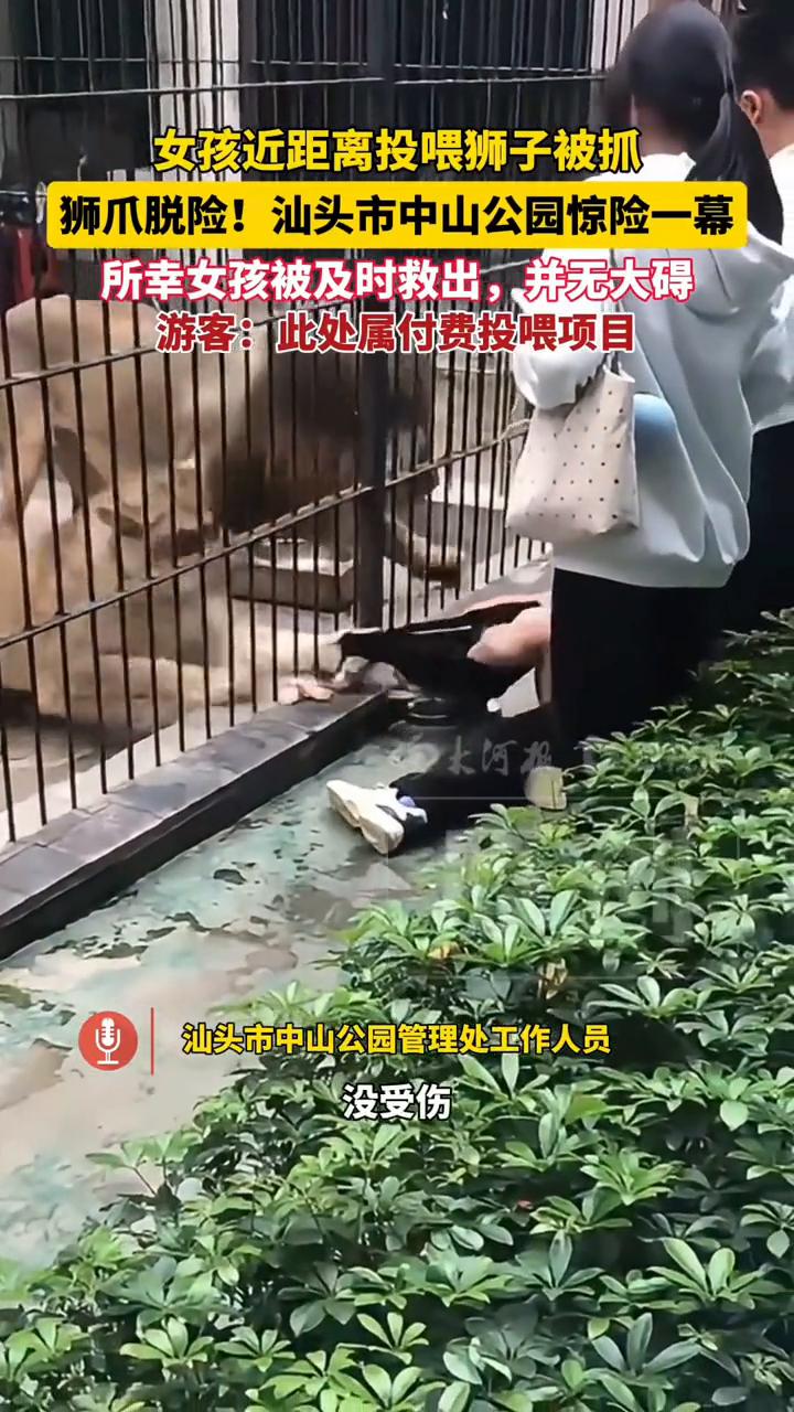 女孩近距离投喂狮子被抓，狮爪脱险！被及时救出幸无大碍。
汕头市中山公园管理处工作